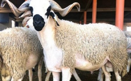 بخصوص عيد الأضحى .. مسؤول ب"أونسا" يوضح للمغاربة كل ما يتعلق بالأضاحي