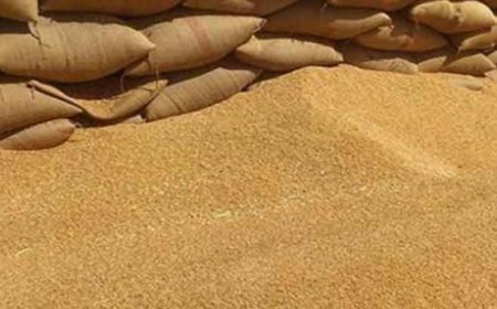 وزارة الفلاحة .. اتخاذ تدابير تحفيزية لضمان موسم تسويق جيد للحبوب