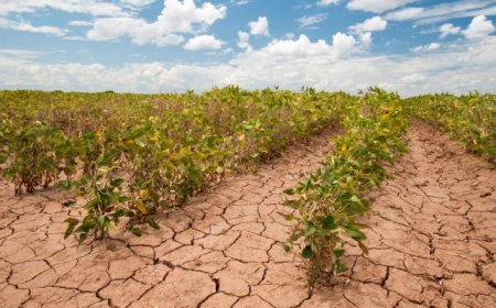 مكناس : ندوة علمية حول تأثر الفلاحة بالتغيرات المناخية