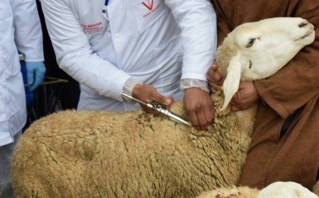 أونسا يواصل حملات تلقيح الماشية لتحصين القطيع الوطني
