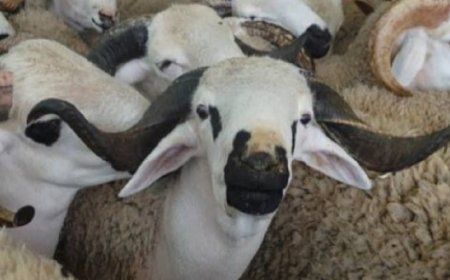 وزارة الفلاحة..العرض المخصص لعيد الأضحى يفوق الطلب