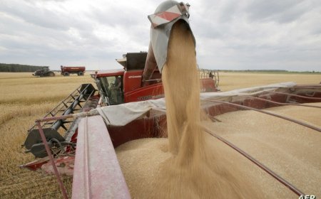 الأمم المتحدة تكشف كمية القمح والمواد الغذائية التي تم تصديرها من أوكرانيا