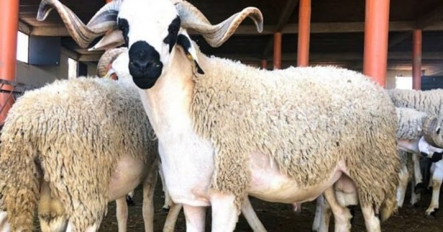 بخصوص عيد الأضحى .. مسؤول ب"أونسا" يوضح للمغاربة كل ما يتعلق بالأضاحي