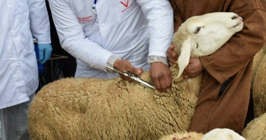 أونسا يواصل حملات تلقيح الماشية لتحصين القطيع الوطني