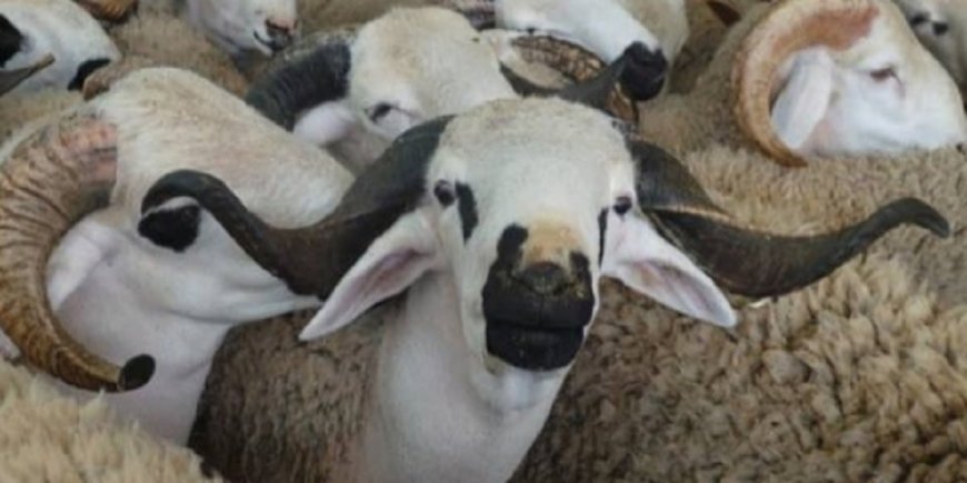 وزارة الفلاحة..العرض المخصص لعيد الأضحى يفوق الطلب