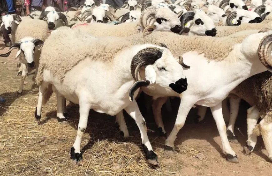 الحكومة تكذب خبر دعم الأسر المغربية بمناسبة عيد الأضحى