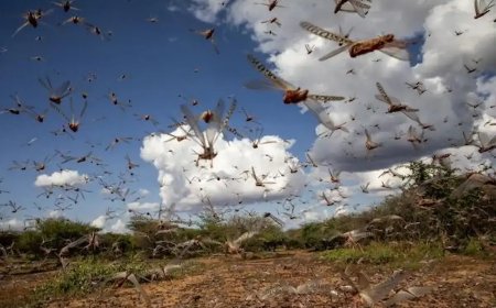 عمليات استباقية في الحدود مع الجزائر لمواجهة غزو الجراد