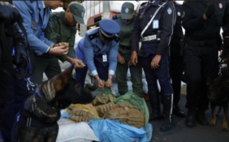 ميناء الدار البيضاء.. إجهاض محاولة لتهريب كمية كبيرة من مخدر الشيرا