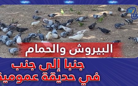 البيروش والحمام جنبا لجنب في حديقة عمومية