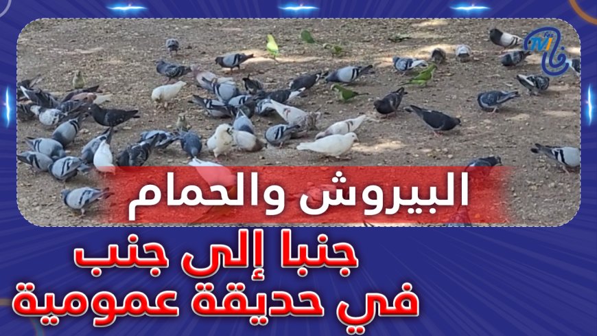 البيروش والحمام جنبا لجنب في حديقة عمومية
