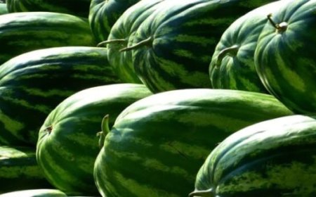 مكتب السلامة الصحية يطمئن المغاربة بخصوص جودة البطيخ الأحمر