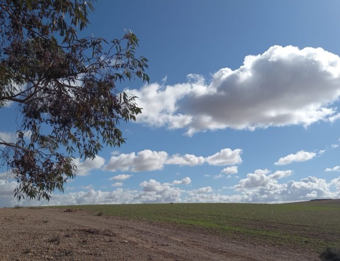 الأرصاد الجوية..استقرار عام في الأجواء مع انخفاض  في درجة الحرارة مطلع الأسبوع المقبل