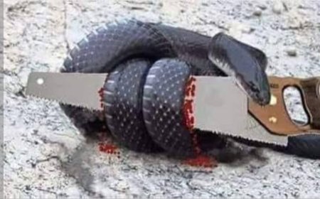 نظرية الثعبان والمنشار: كيف نحمي أنفسنا من تضخيم المشكلات اليومية؟