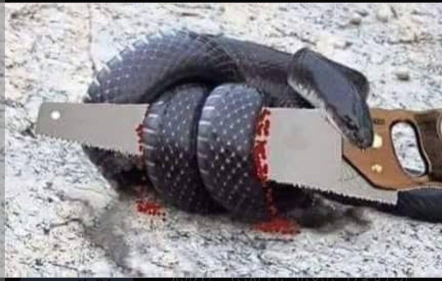 نظرية الثعبان والمنشار: كيف نحمي أنفسنا من تضخيم المشكلات اليومية؟