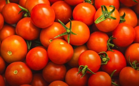 قرار وقف تصدير الطماطم يثير غضب المنتجين ومخاوف من نقل الاستثمارات إلى الخارج