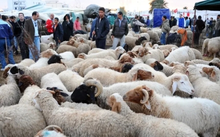 السلطات تطلق حملات مراقبة بأسواق الأضاحي وتوقف مخالفين بعدة مدن مغربية