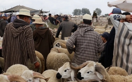 وزارة الداخلية تعلّق استخلاص رسوم دخول أسواق الماشية إلى ما بعد عيد الأضحى