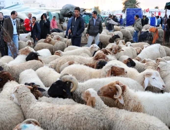 السلطات تطلق حملات مراقبة بأسواق الأضاحي وتوقف مخالفين بعدة مدن مغربية