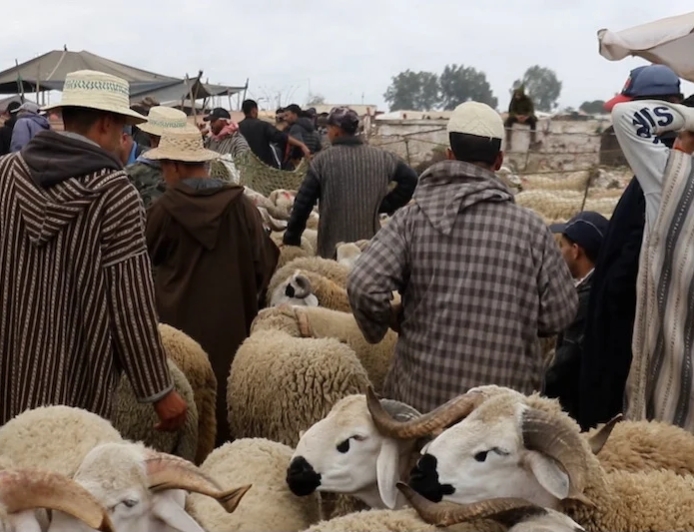 وزارة الداخلية تعلّق استخلاص رسوم دخول أسواق الماشية إلى ما بعد عيد الأضحى