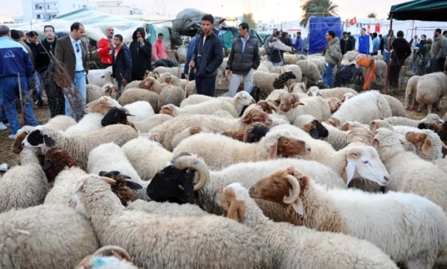 السلطات تطلق حملات مراقبة بأسواق الأضاحي وتوقف مخالفين بعدة مدن مغربية