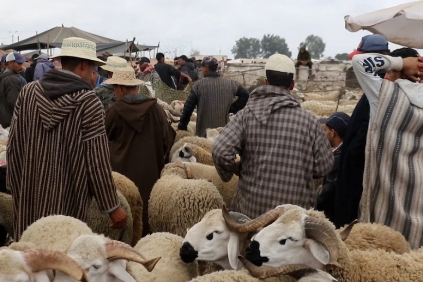 وزارة الداخلية تعلّق استخلاص رسوم دخول أسواق الماشية إلى ما بعد عيد الأضحى