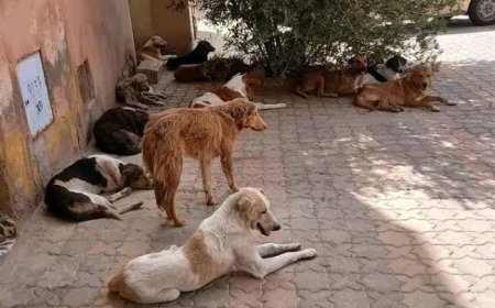 وفاة خمسيني في هجوم مروع لقطيع من الكلاب الضالة بضواحي ورزازات