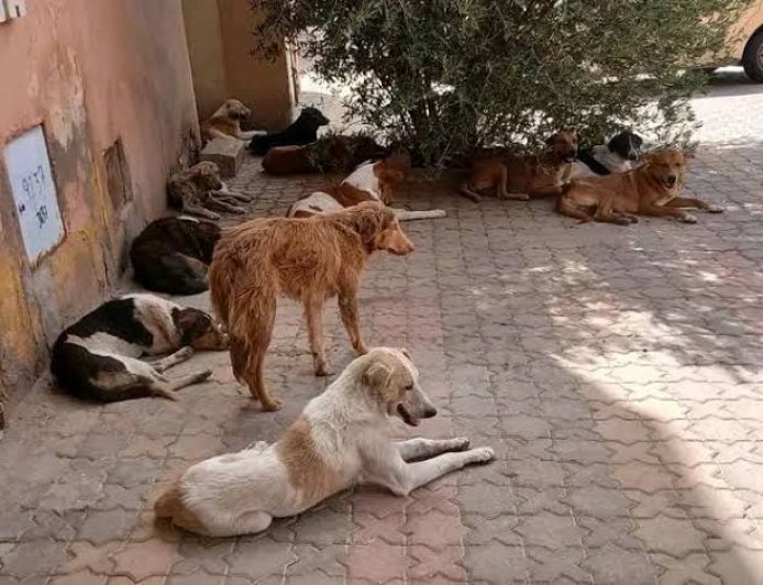 وفاة خمسيني في هجوم مروع لقطيع من الكلاب الضالة بضواحي ورزازات