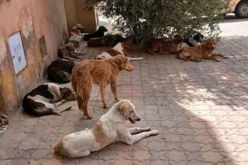 وفاة خمسيني في هجوم مروع لقطيع من الكلاب الضالة بضواحي ورزازات