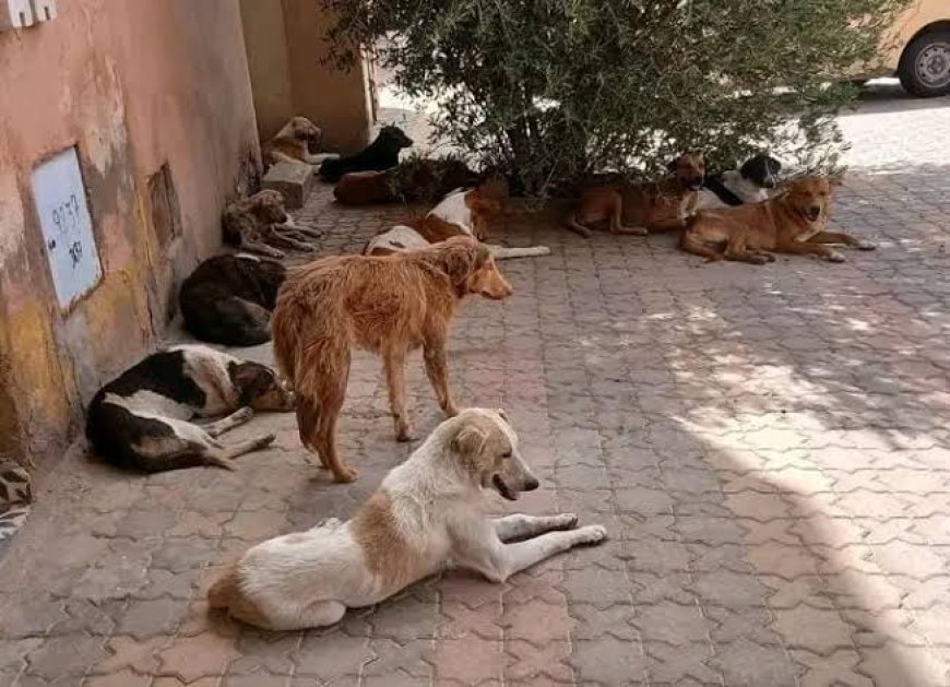 وفاة خمسيني في هجوم مروع لقطيع من الكلاب الضالة بضواحي ورزازات