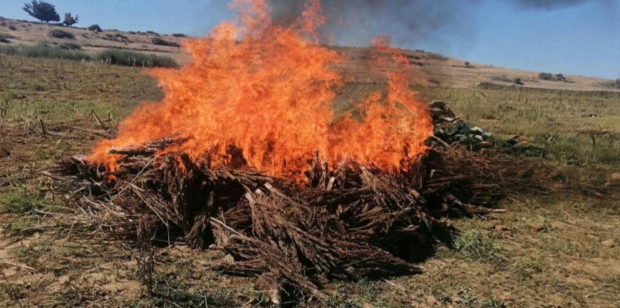 وزان.. إتلاف طنين من الكيف وحجز 135 قنينة خمور وتوقيف أب وابنه